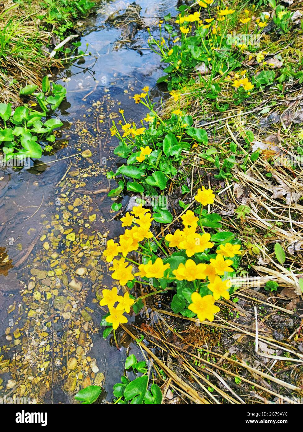 Alpine marsh marigolds hires stock photography and images Alamy