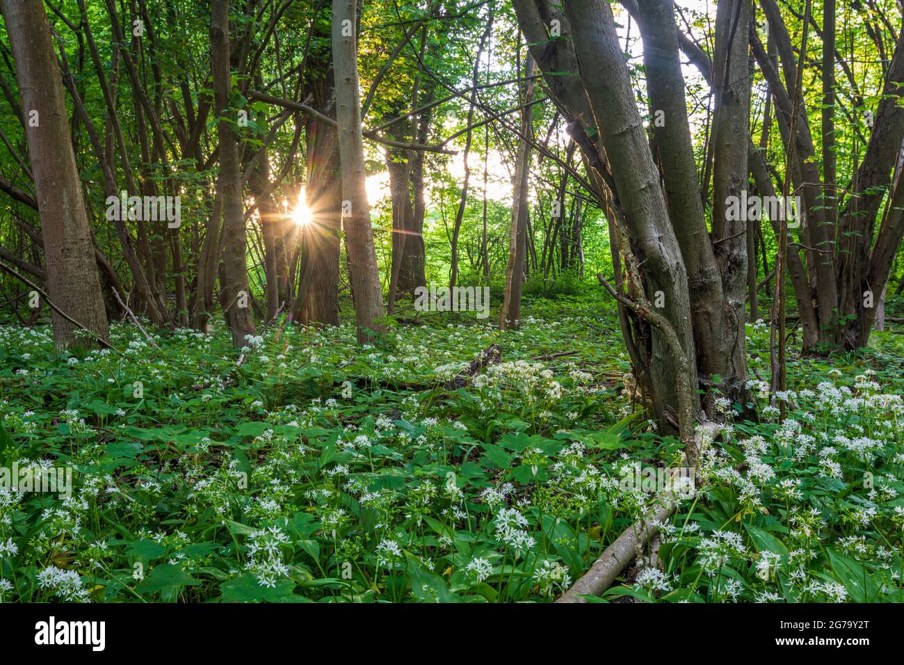 Blooming barlauch allium ursinum in nationalpark donauauen hi-res stock  photography and images - Alamy