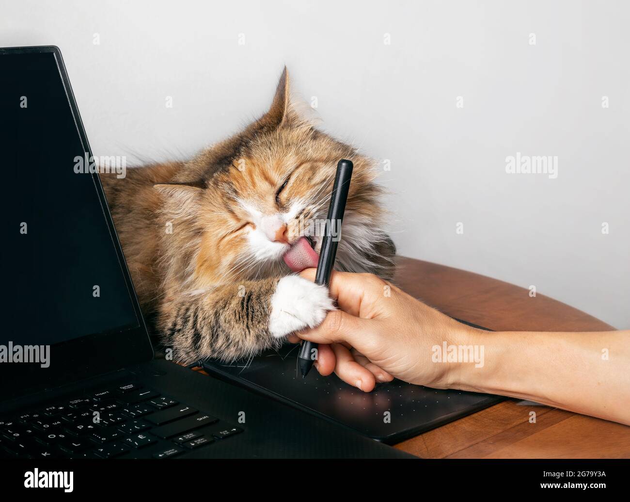 Cute cat licking hand working on a computer with a tablet pen. Torbie kitty lying next to laptop with one paw on owners hand and visible pink tongue. Stock Photo