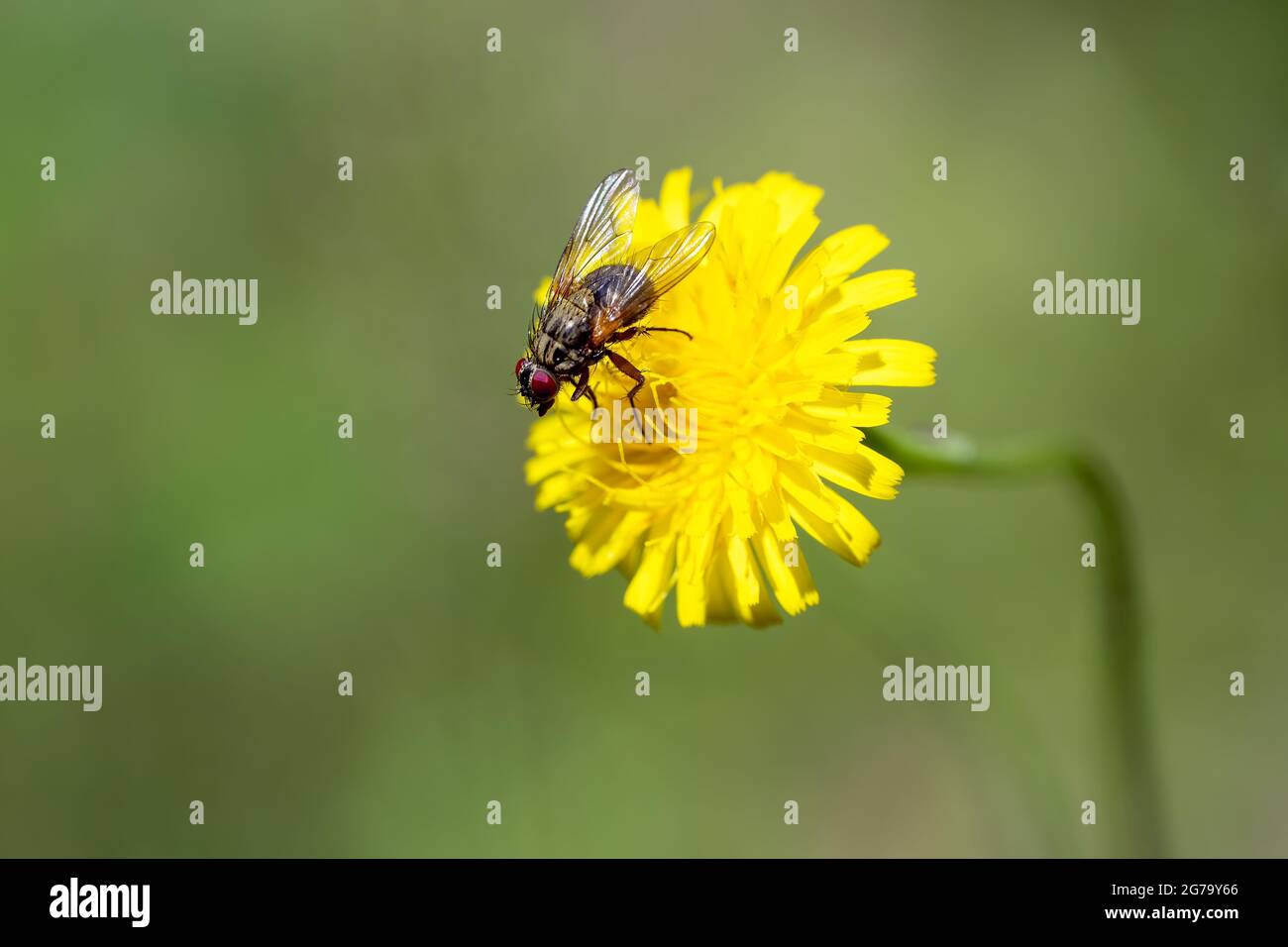 Meadow flower insects hi-res stock photography and images - Alamy
