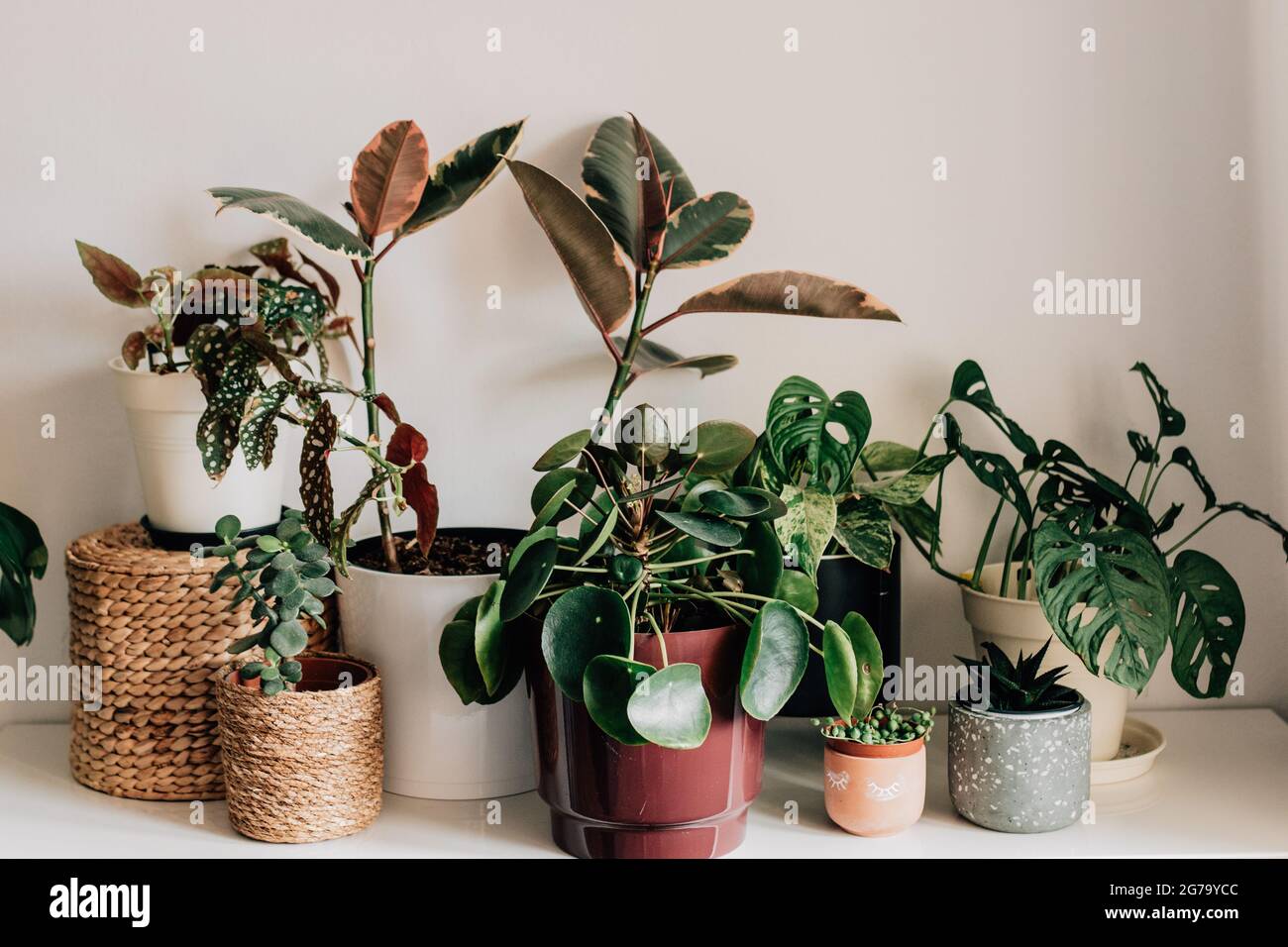 different houseplants in different pots and baskets / calathea, monkeymonstera, efeutute, pea plant, pilea, cactus, succulent Stock Photo
