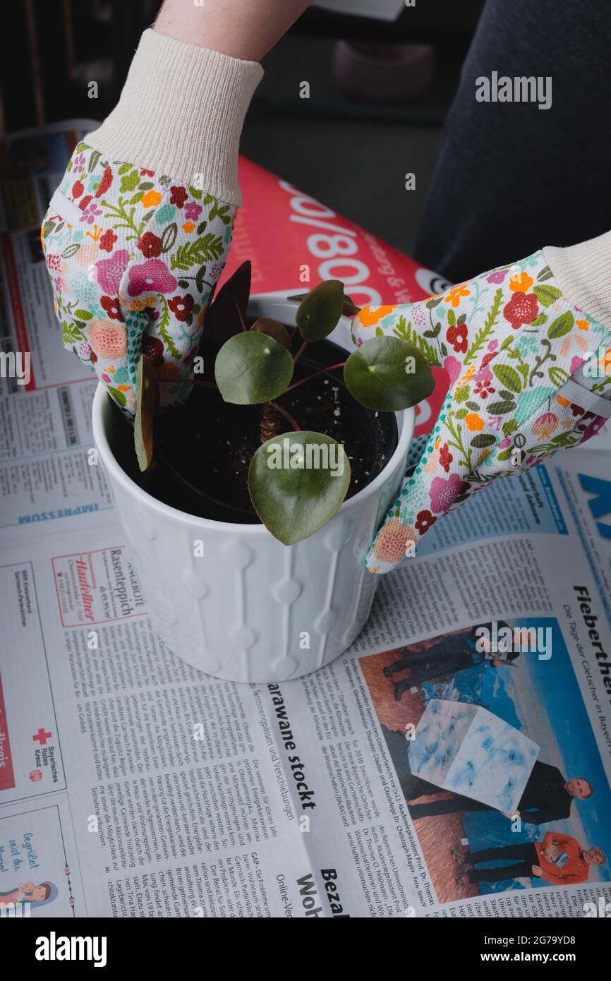 Succulents on balcony hi-res stock photography and images - Alamy