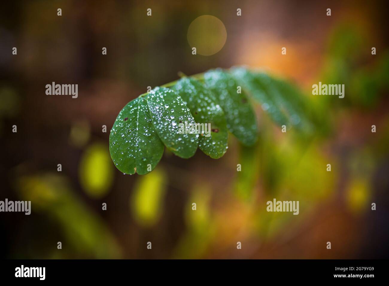 Morning dew on an acacia leaf Stock Photo