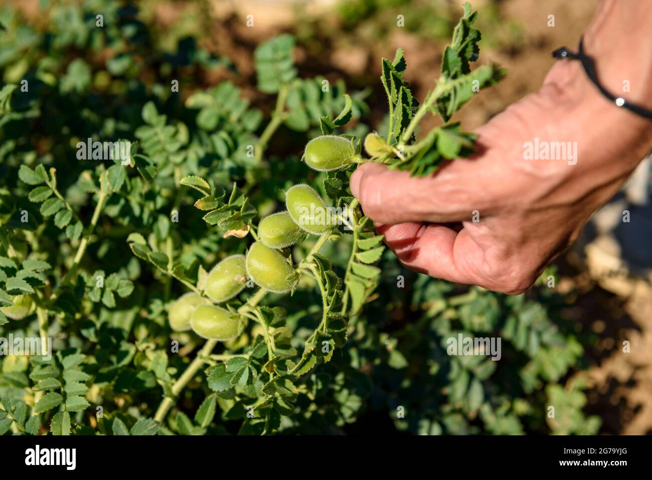 A farmer picking a chickpea plant of the Cigró d'Oristà variety in Mas Terricabras (Osona, Barcelona, Catalonia, Spain) Stock Photo