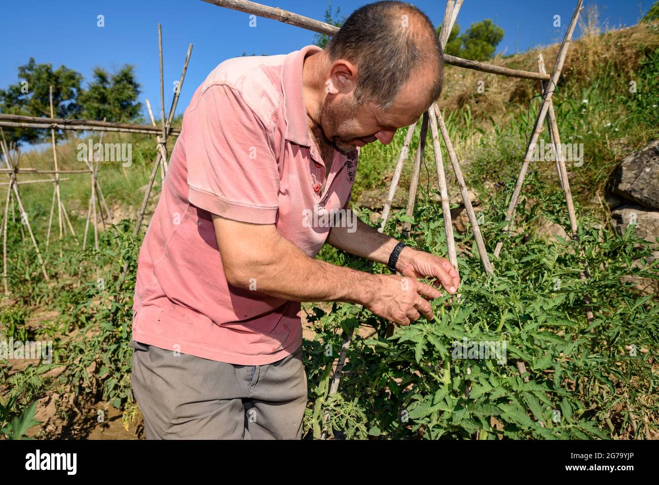 A farmer taking care of a tomato plant in an orchard of Mas Terricabras (Osona, Barcelona, Catalonia, Spain) ESP: Un campesino cuidando una tomatera Stock Photo