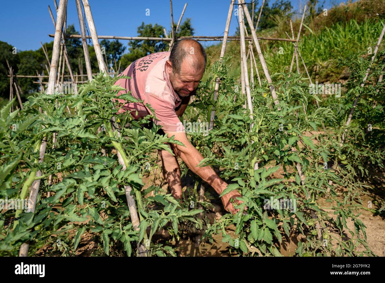 A farmer taking care of a tomato plant in an orchard of Mas Terricabras (Osona, Barcelona, Catalonia, Spain) ESP: Un campesino cuidando una tomatera Stock Photo