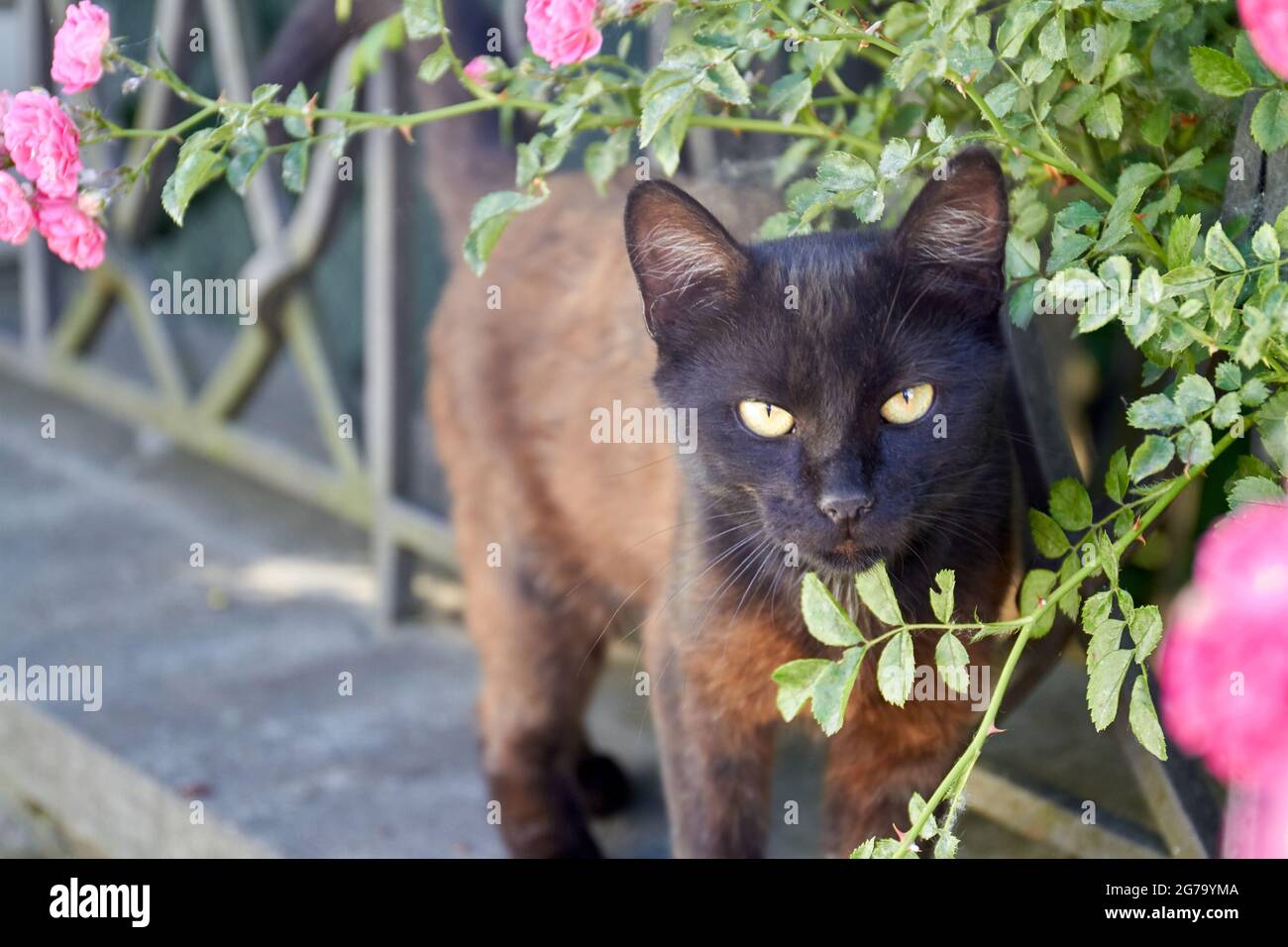 Portrait of dark brown apathetical cat in the garden outdoors. Stock Photo