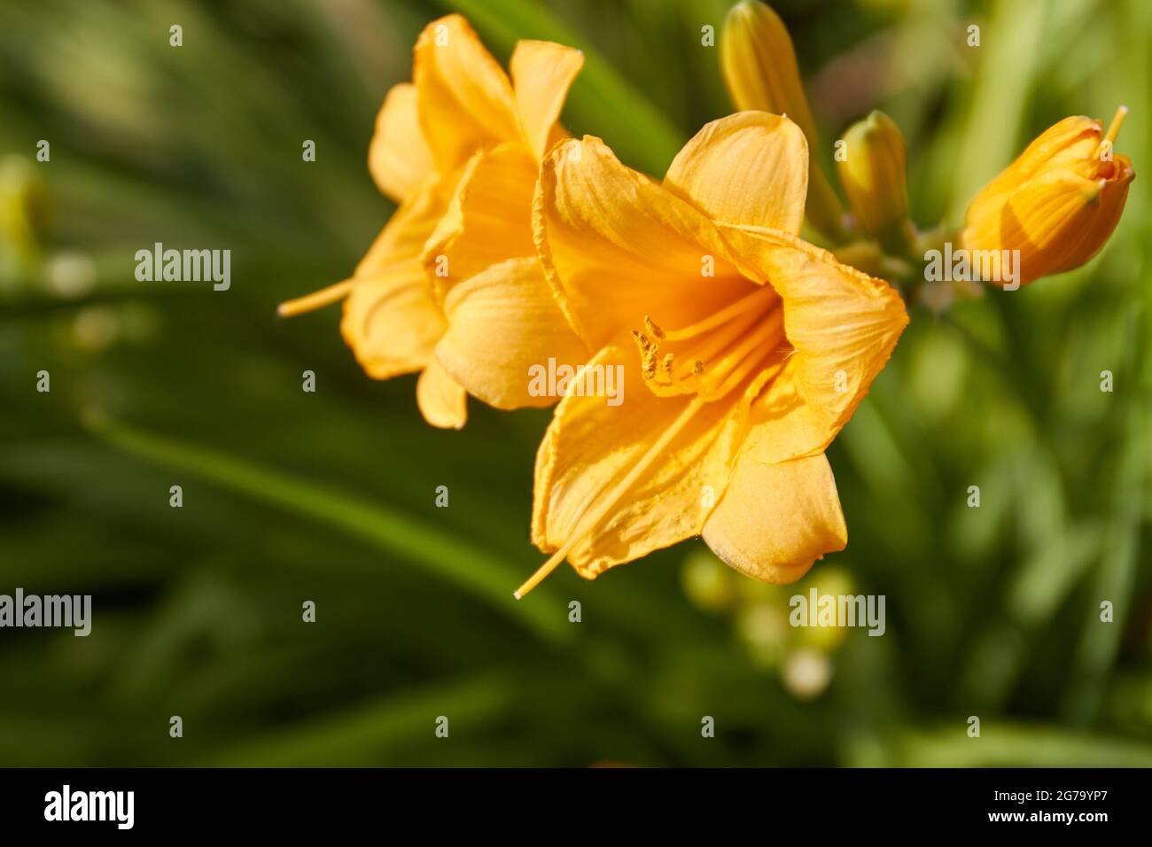 Two yellow amaryllis flowers on green blurred background. Stock Photo