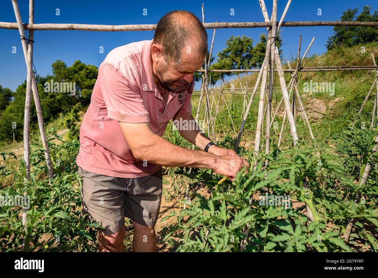 A farmer taking care of a tomato plant in an orchard of Mas Terricabras (Osona, Barcelona, Catalonia, Spain) ESP: Un campesino cuidando una tomatera Stock Photo