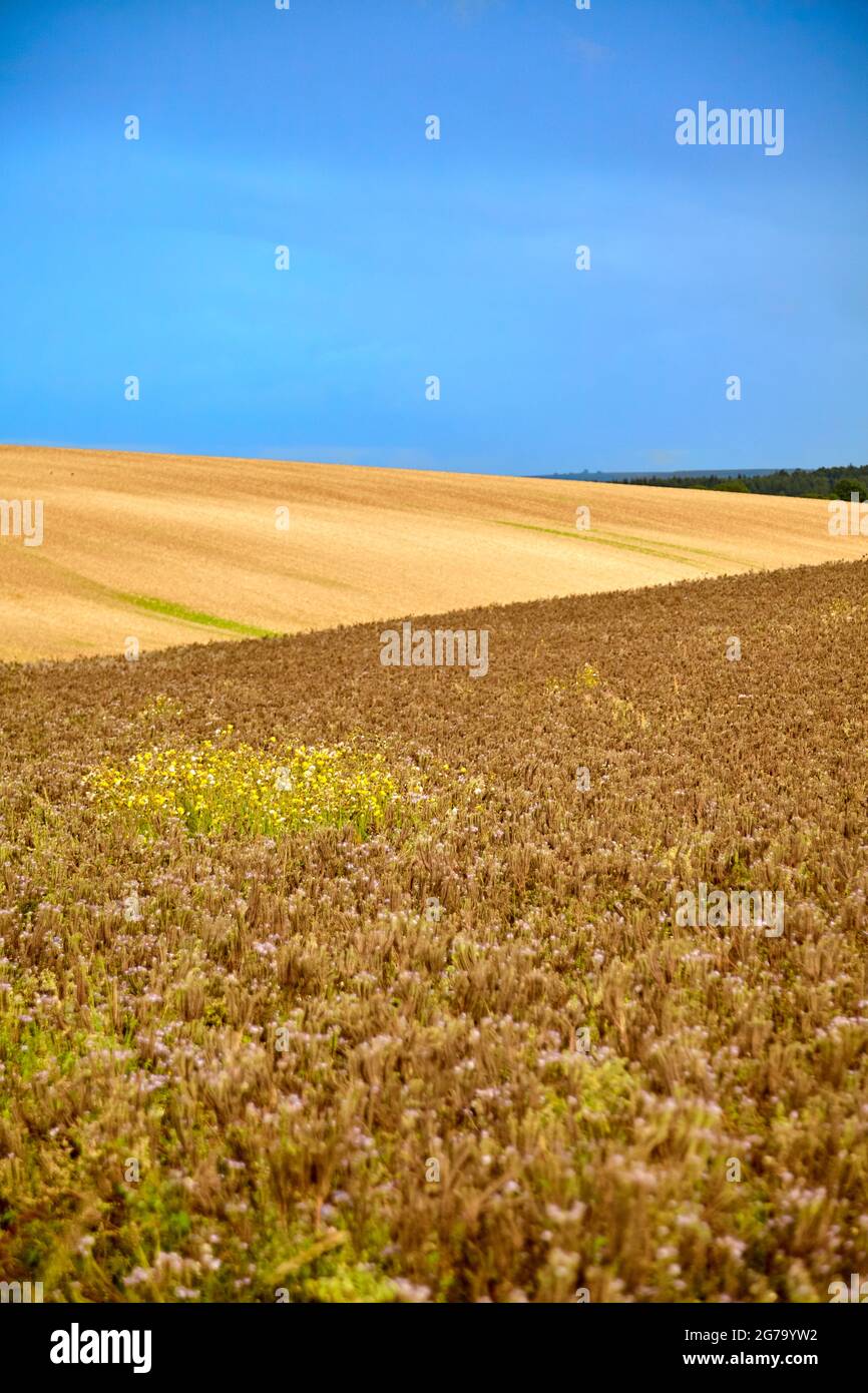 Rural view of British agricultural landscape Stock Photo