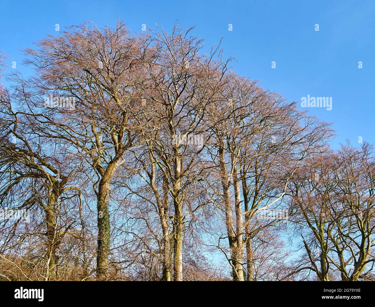 Winter woodland trees in British countryside Stock Photo