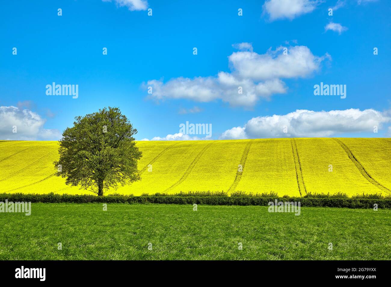 Summertime horizon with fields of rapeseed, grass and a tree Stock Photo