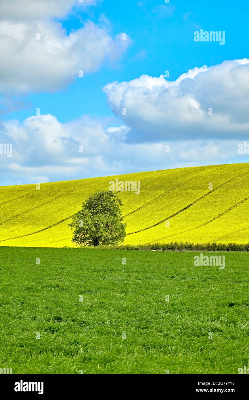 Summertime horizon with fields of rapeseed, grass and a tree Stock Photo