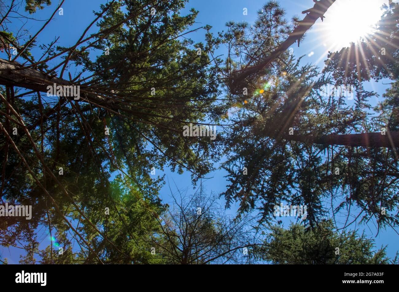 tall trees trunks and sun shining Stock Photo