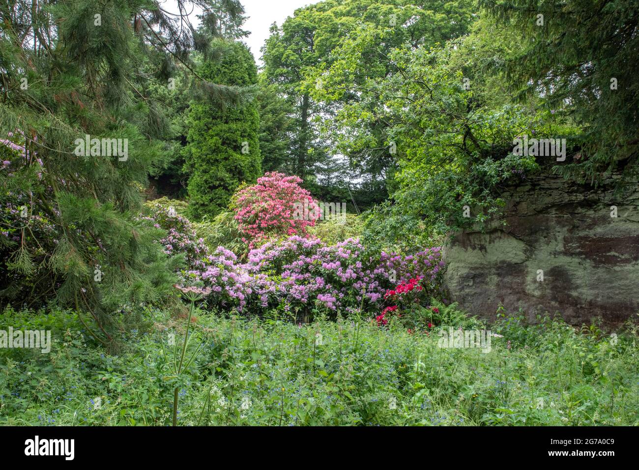 Rhododendrons in Belsay Hall Quarry Garden Stock Photo
