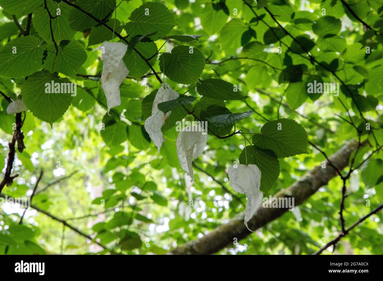 Handkerchief tree in the Quarry Garden at Belsay Hall Stock Photo