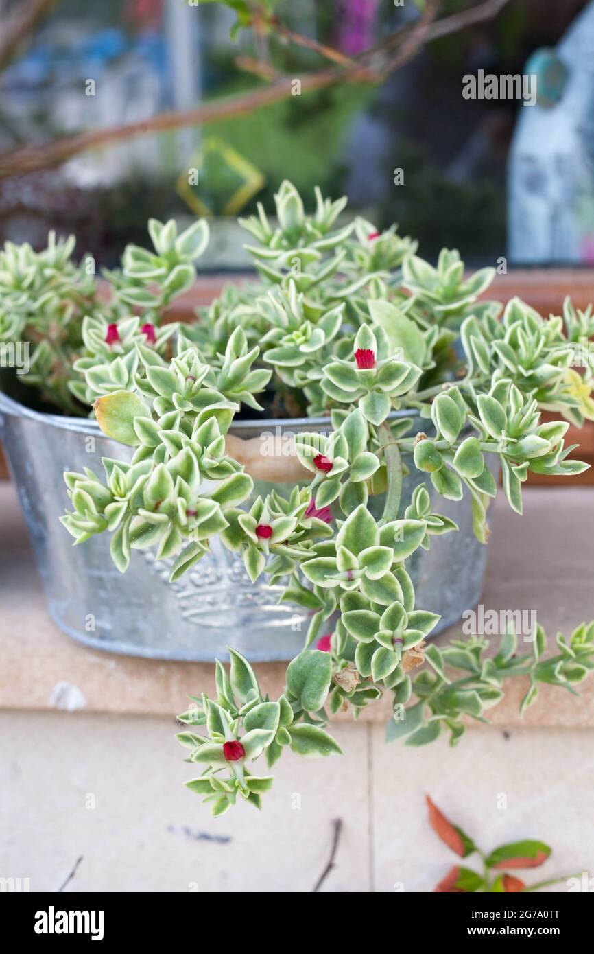 Mezoo Trailing Red beautiful succulent in a pot for sunny place on the balcony Stock Photo