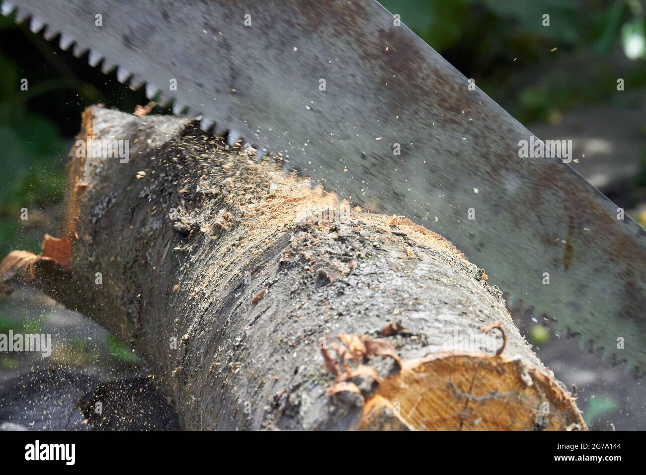 Close-up cross cut saw cutting a tree log. Stock Photo