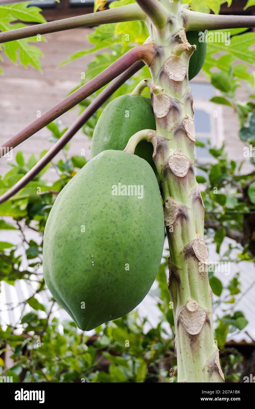 unripe green papaya hanging from a papaya tree. Papaya tree and bunch ...