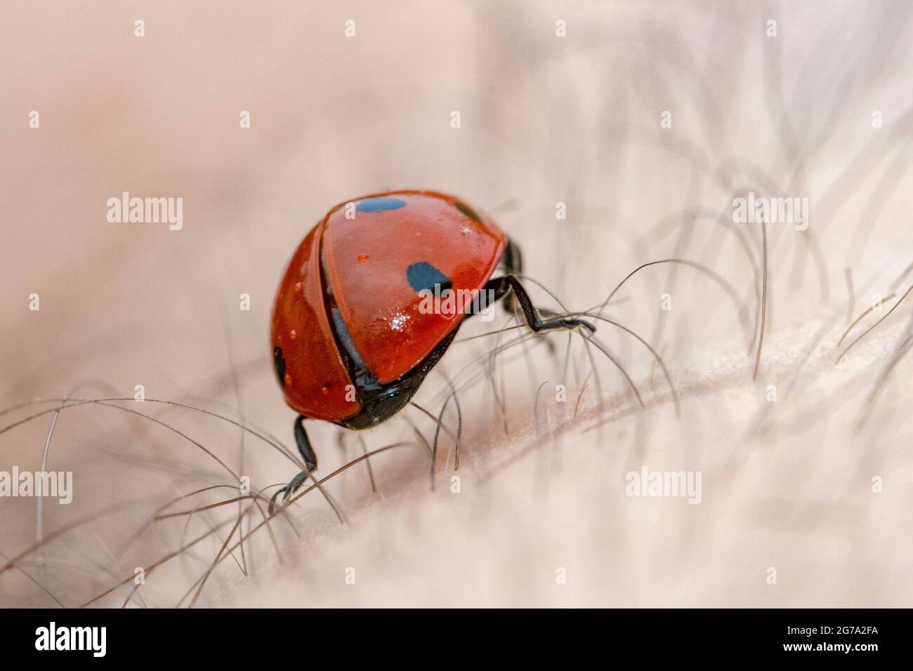 Ladybug cross hi-res stock photography and images - Alamy
