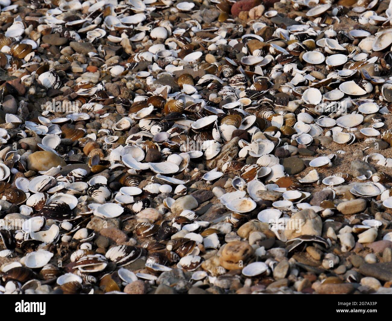 Shells of river mussels, small pebbles and sand on the beach of a river Stock Photo