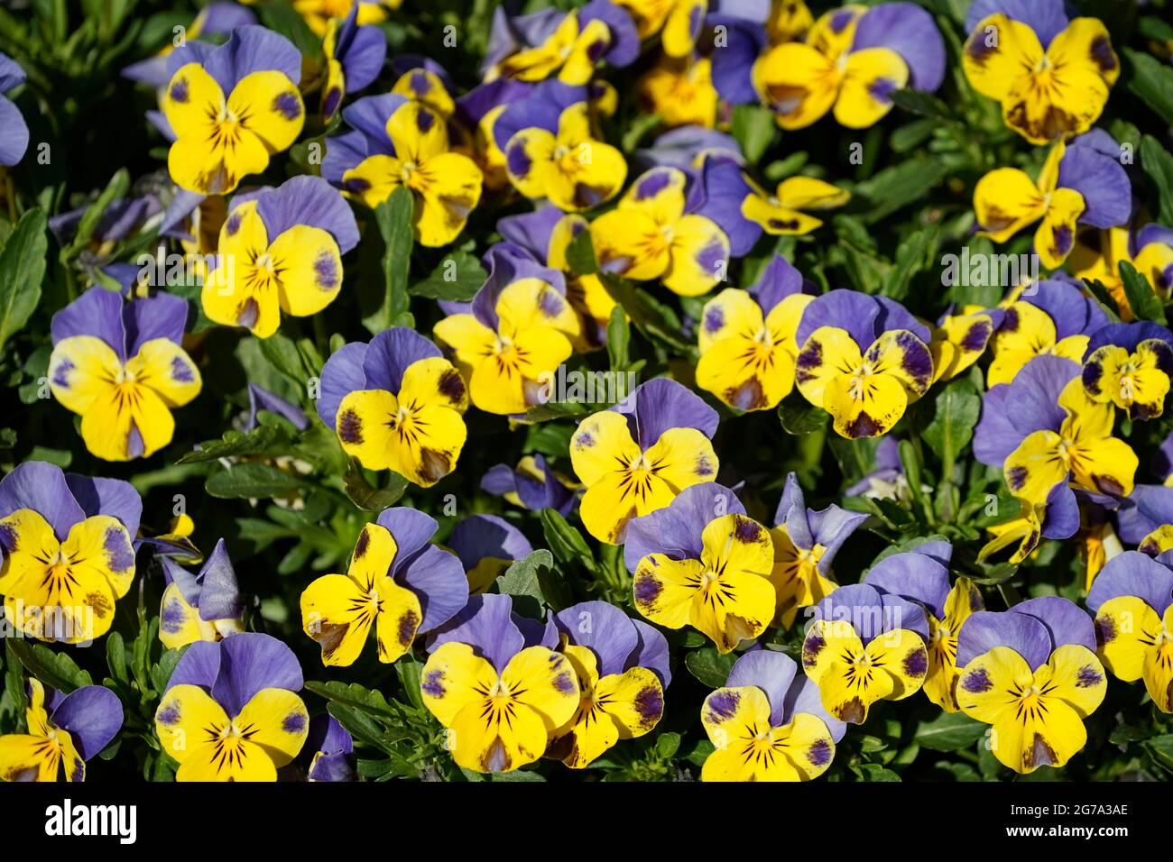 Germany, Bavaria, flowerbed, horned violets, pansies, yellow-blue, screen-filling Stock Photo