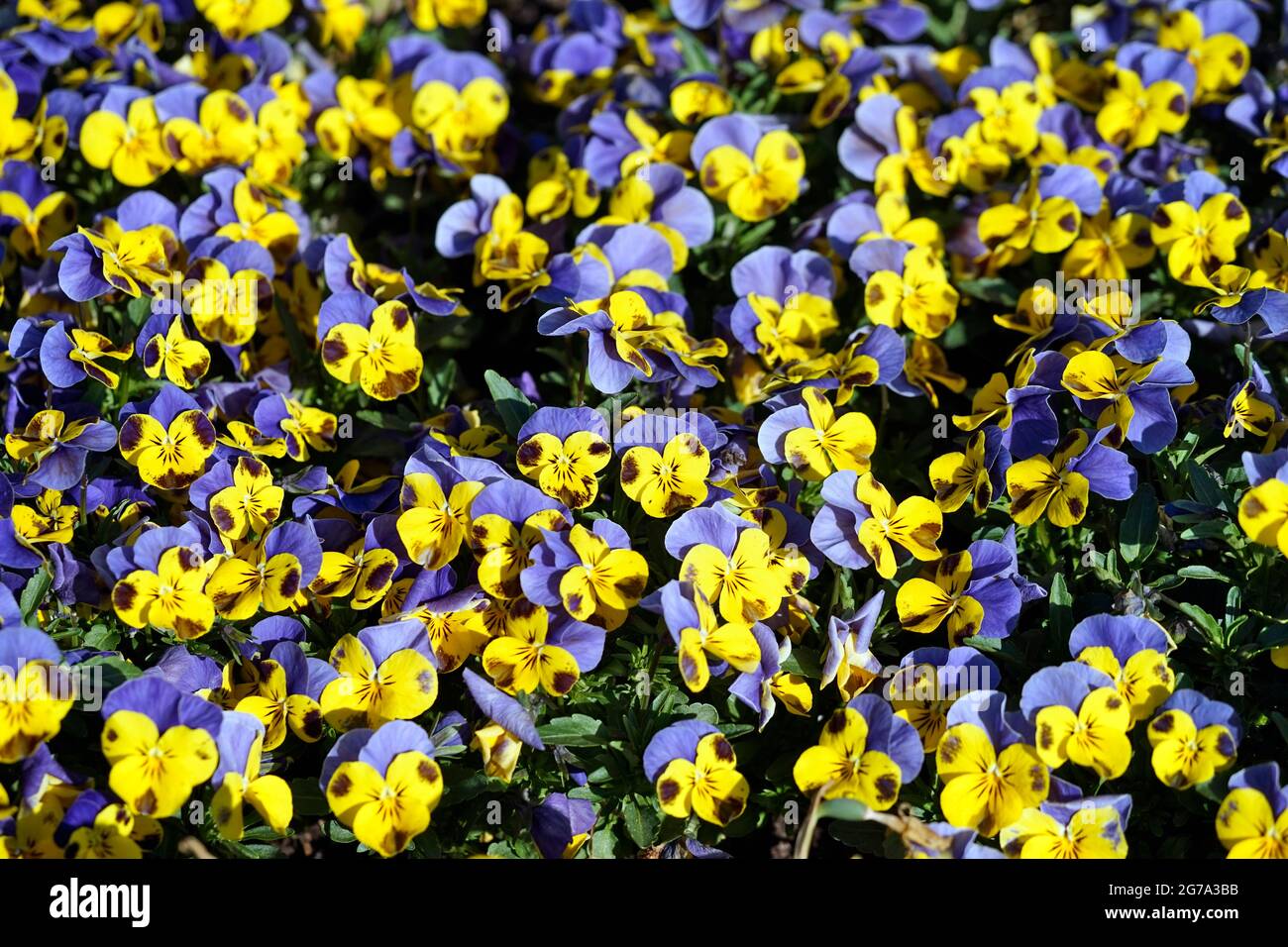 Germany, Bavaria, flowerbed, horned violets, pansies, yellow-blue, screen-filling Stock Photo