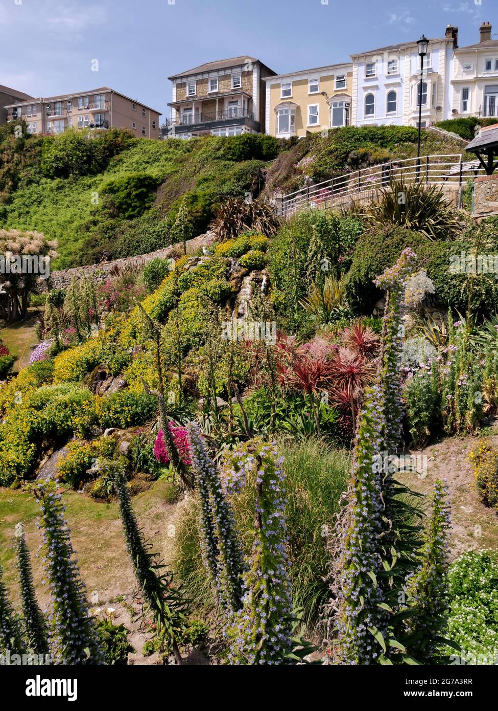 pretty colourful gardens at Shore Hill,Ventnor,Isle of Wight, Hampshire