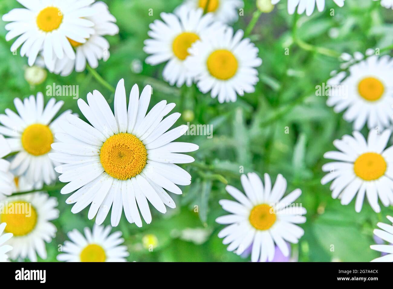 Beautiful buds of Argyranthemum frutescens flowers as summer background. Top view. Marguerite daisy Stock Photo