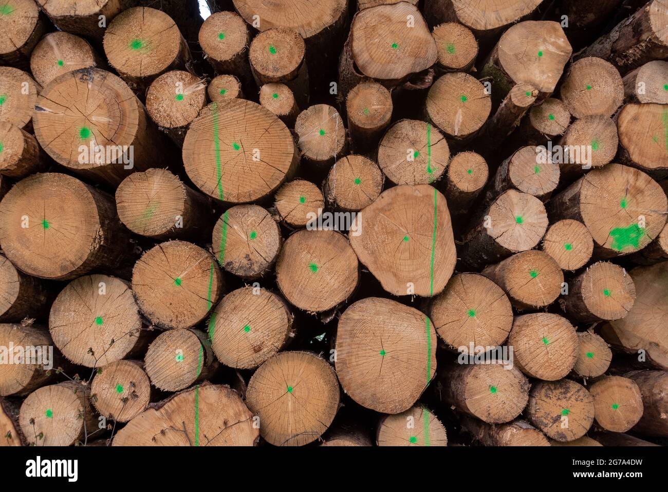 Felled and stacked tree trunks in the forest Stock Photo