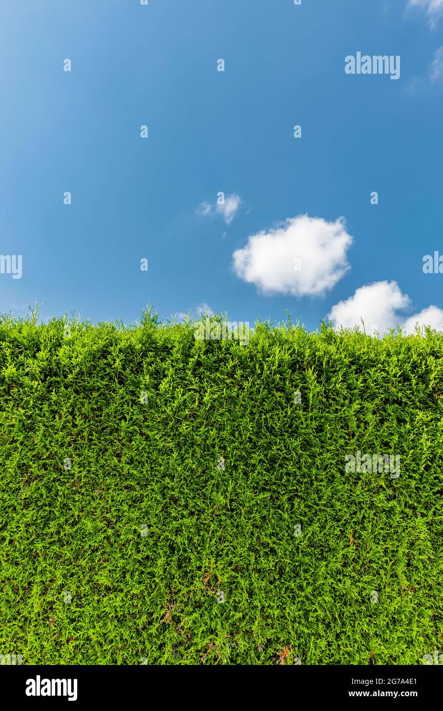 Thuja hedge against a blue sky close-up Stock Photo