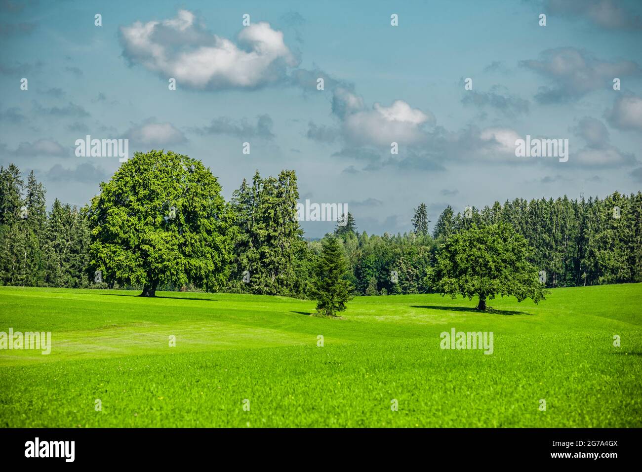 Green trees in the hilly landscape Stock Photo