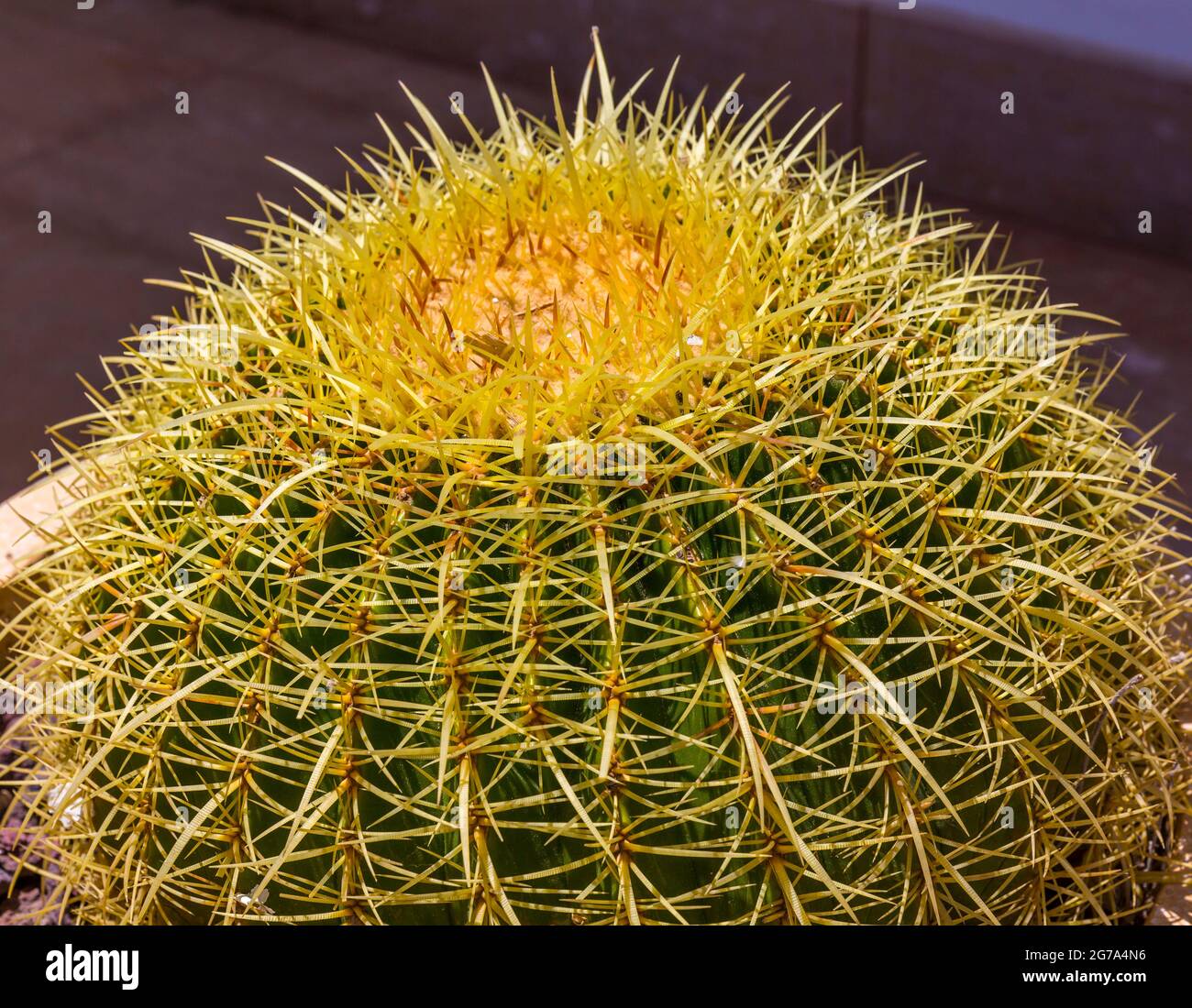 Gold ball cactus, Echinocactus grusonii, Mahon, Mao, Menorca, Spain, Europe Stock Photo