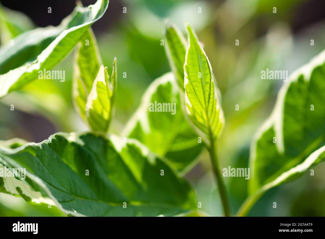 Green leaf plants hi-res stock photography and images - Alamy