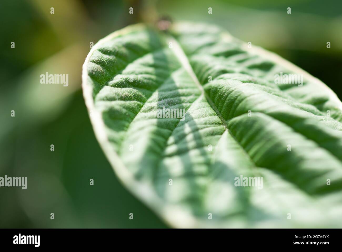 Young green leaf plants close-up, used as a background Stock Photo - Alamy