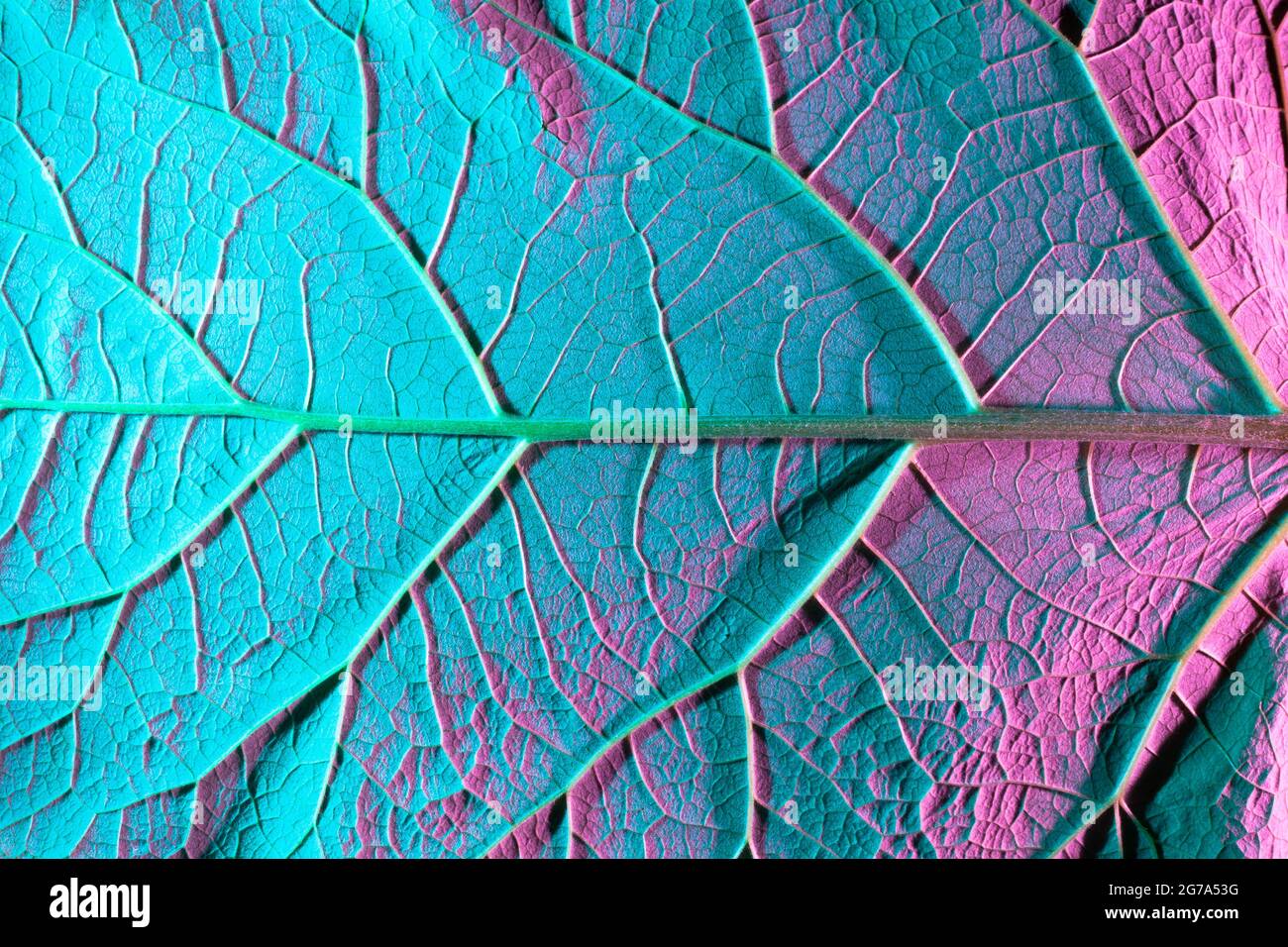 Botany Texture Macro botany texture hi-res stock photography and images - Alamy