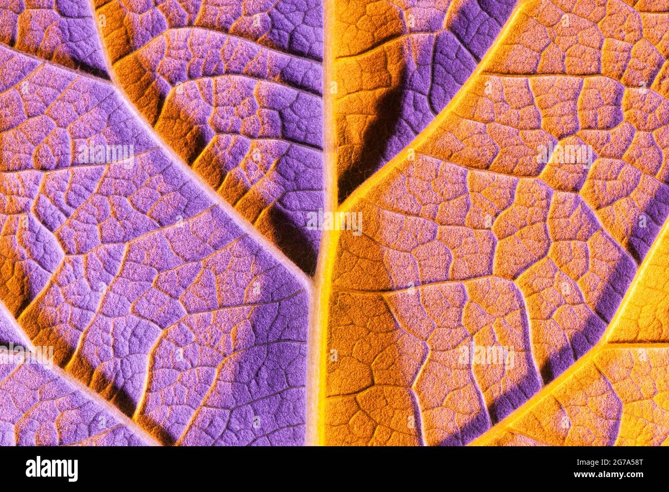 orange leaf close up, use as background or texture Stock Photo Alamy