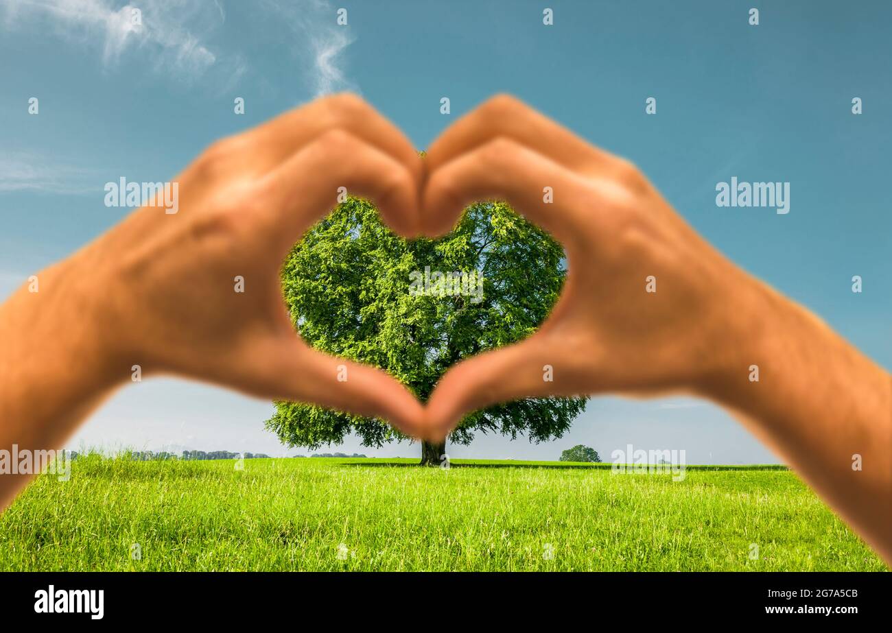 Heart hand with a green tree Stock Photo