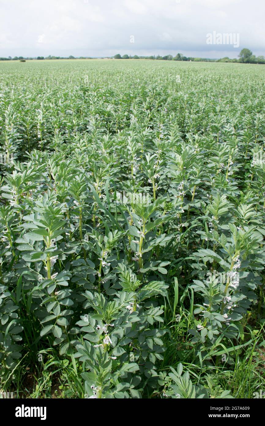 Spring bean rotation crop field at Chidham, West Sussex Stock Photo