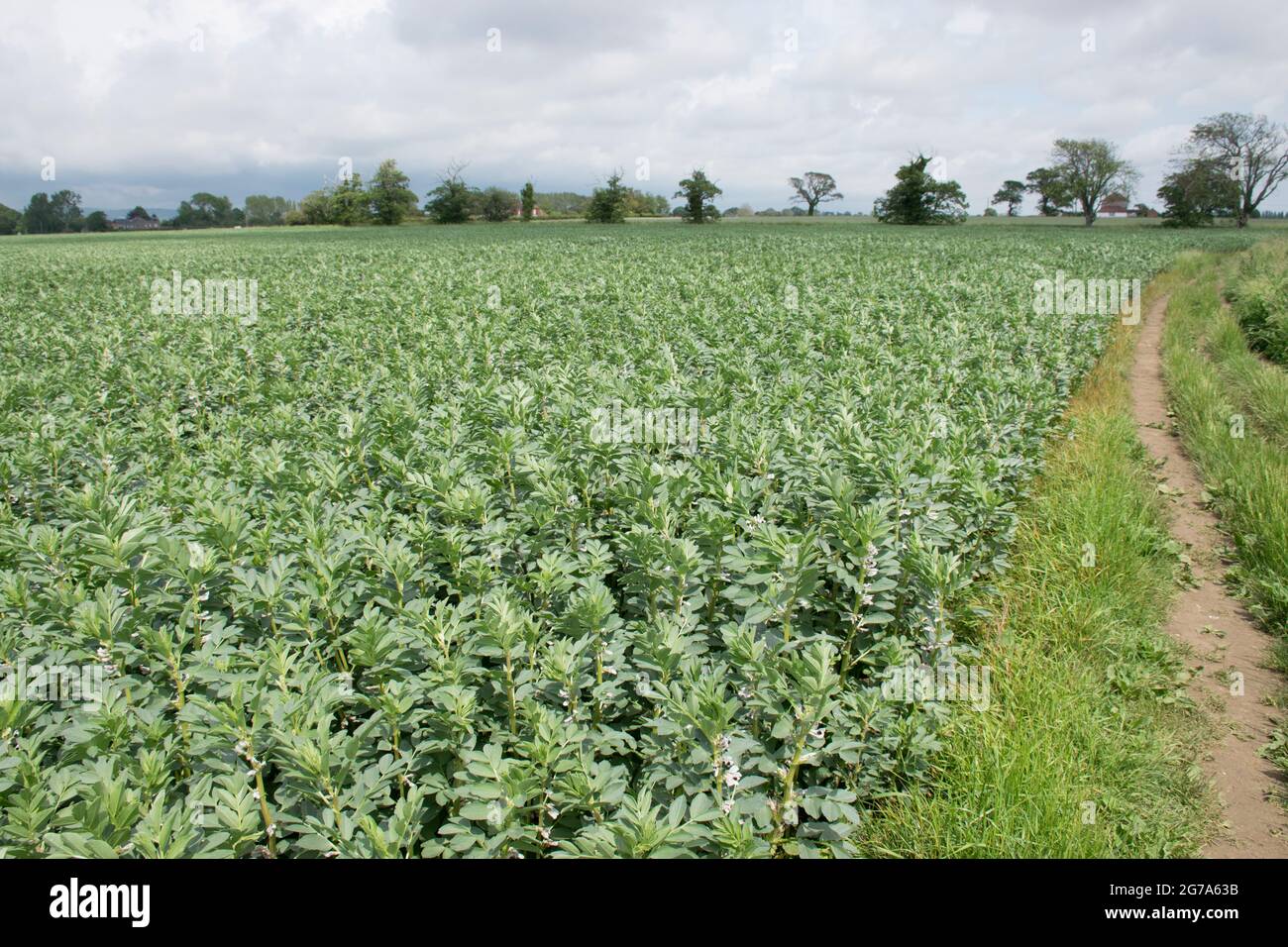 Spring bean rotation crop field at Chidham, West Sussex Stock Photo