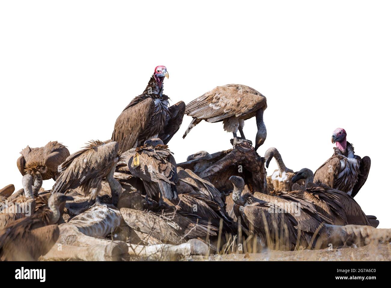 Lappet faced and white backed Vultures isolated on white in Kruger National park, South Africa ; Specie  Torgos tracheliotos and Gyps africanus family Stock Photo