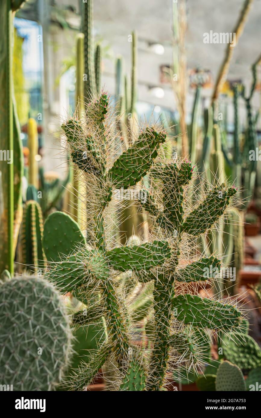 Garden of succulents, cacti. Unpretentious and hardy plants for beginners. Growing and care Stock Photo