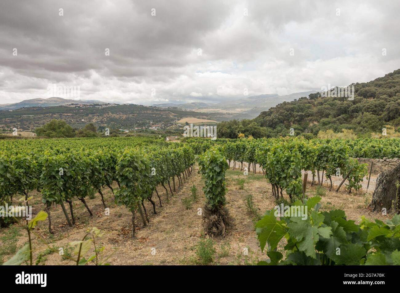 Vineyards of Bodega F. Schatz, Serrania de Ronda, Andalusia, Spain. Stock Photo