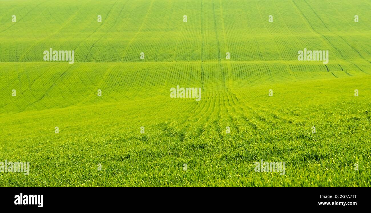Field with green grass Stock Photo