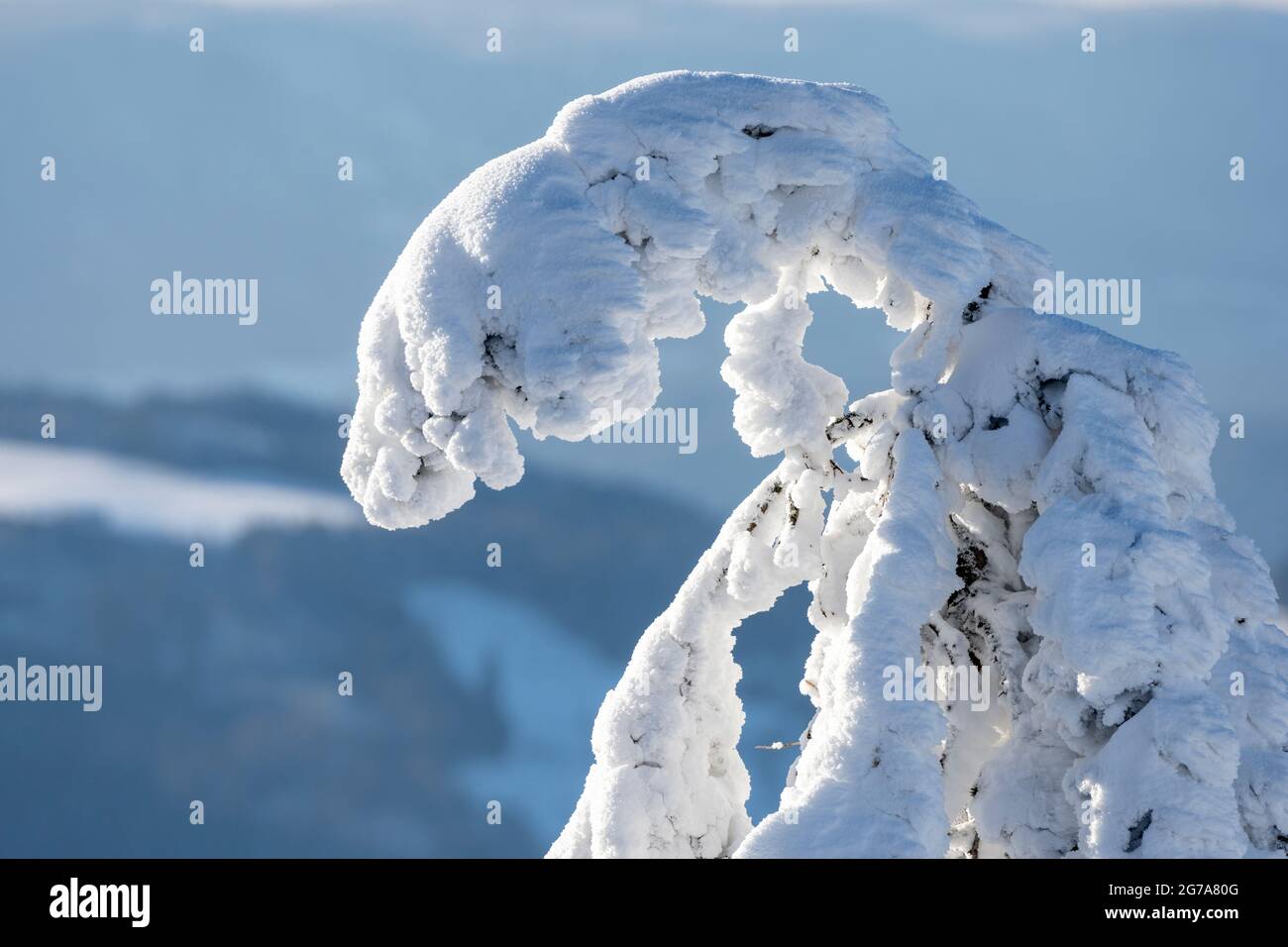 Snow-covered fir trees in the Black Forest. Stock Photo