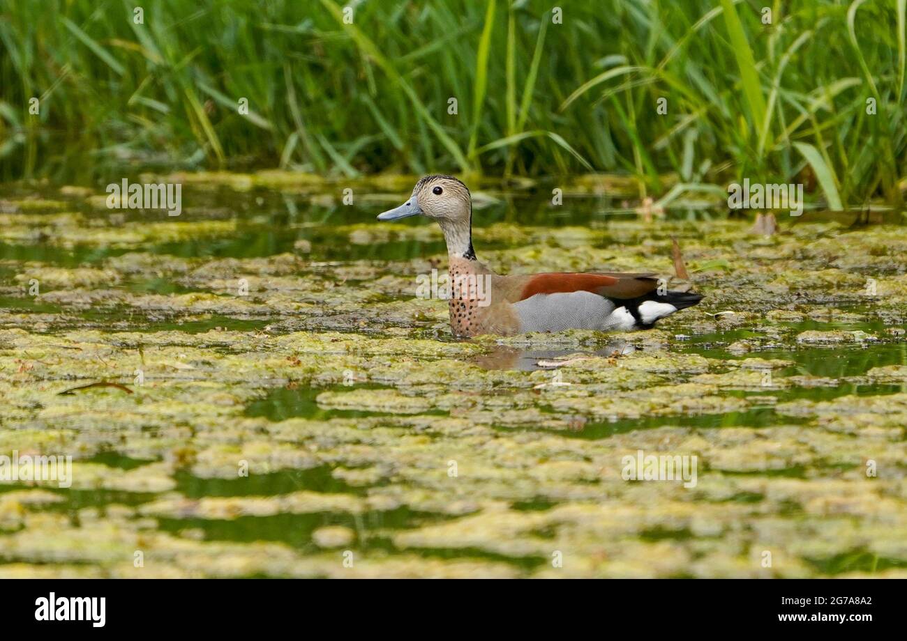 Ringed teal (Callonetta leucophrys) duck, escaped bird, at a river. Spain Stock Photo