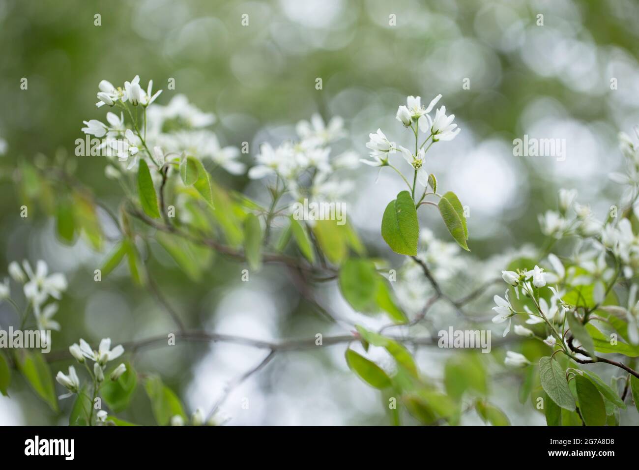 Lamarck's serviceberry blossom, spring time Stock Photo