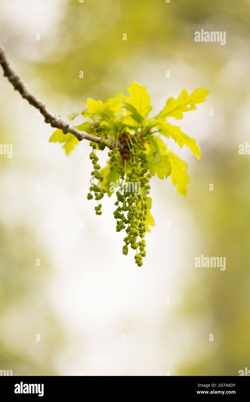 Oak blossom, blurred nature background Stock Photo