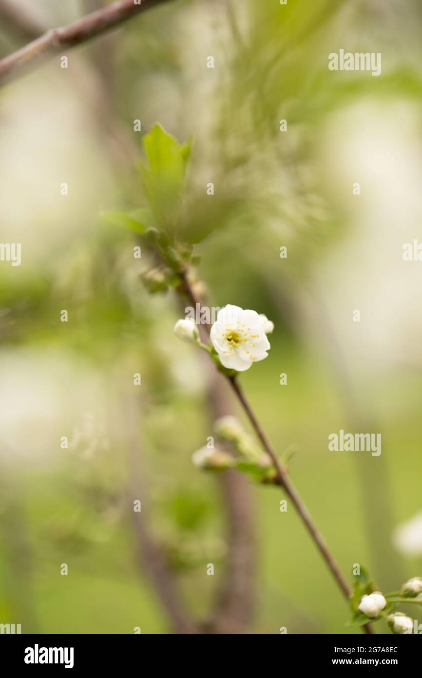 Cherry blossom, white open flower, blurred natural background Stock Photo