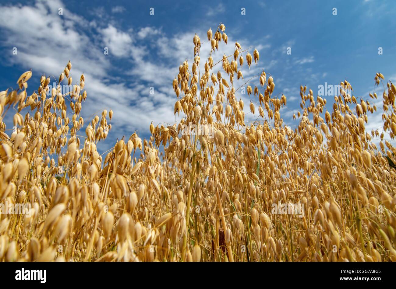 Close up of common oat growing in a field Stock Photo